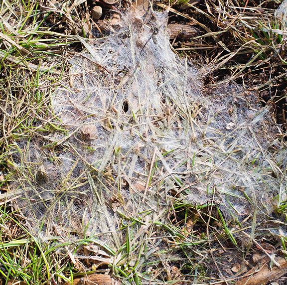 Best Fungicide Products For Getting Rid of Slime Mold