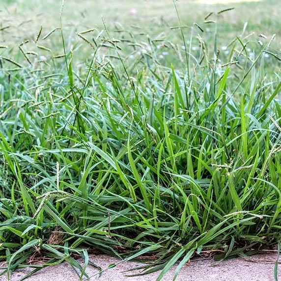Crabgrass, Nutsedge, and Oxtails Best Greening Services