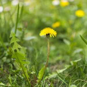 dandelions-in-lawn